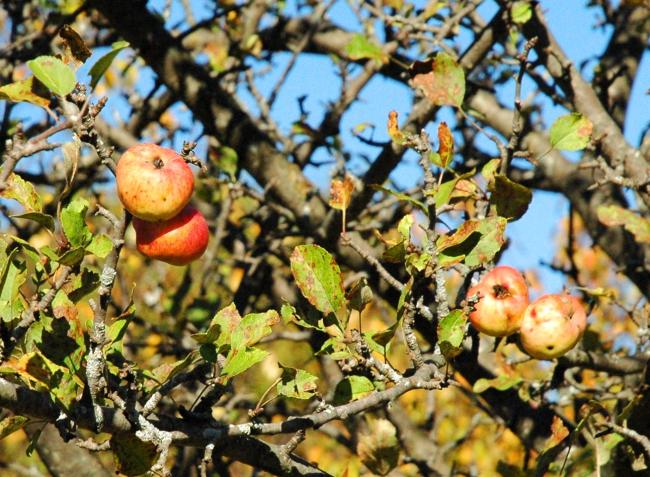 late fall apples