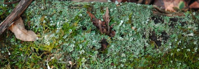 moss lichen log