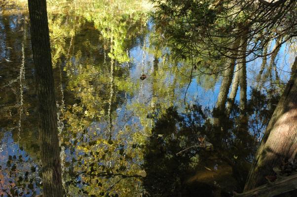 river reflections