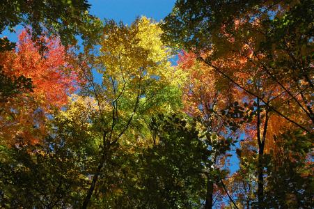 maples aflame