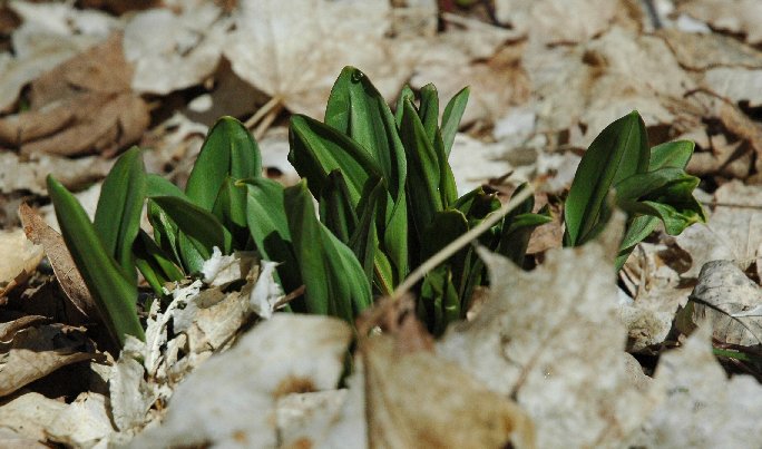 April sprouts