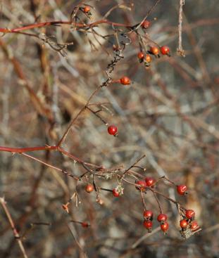 January roses