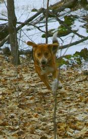 January_Snow_Dog