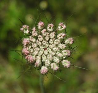 Queen Anne's lace