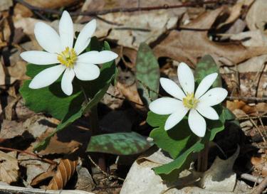 mayflowers