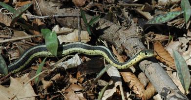 snake