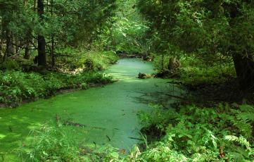 old river