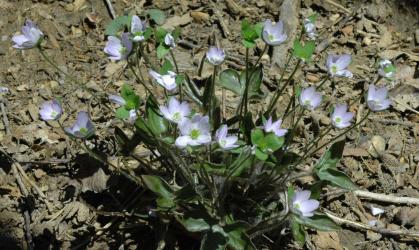 hillside flowers