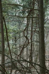 vines