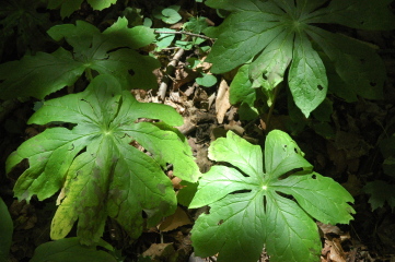 mayapple