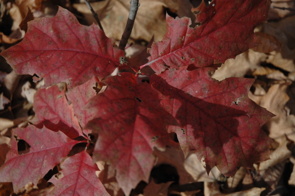 seedling oak