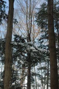 tree tops