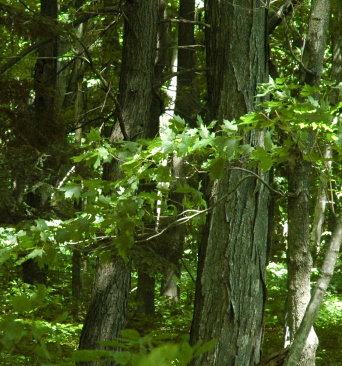 forest