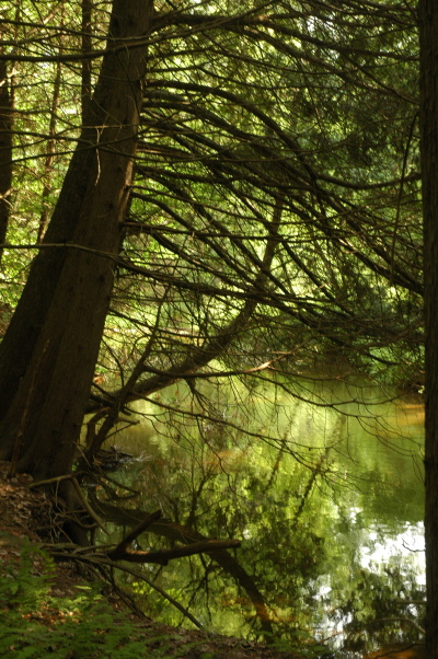 leaning cedar