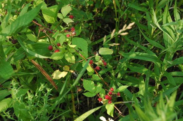 raspberries