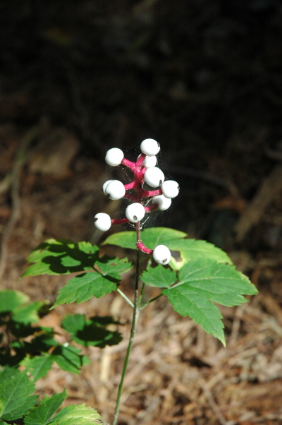 white berries