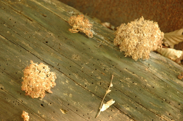 fungus flowering