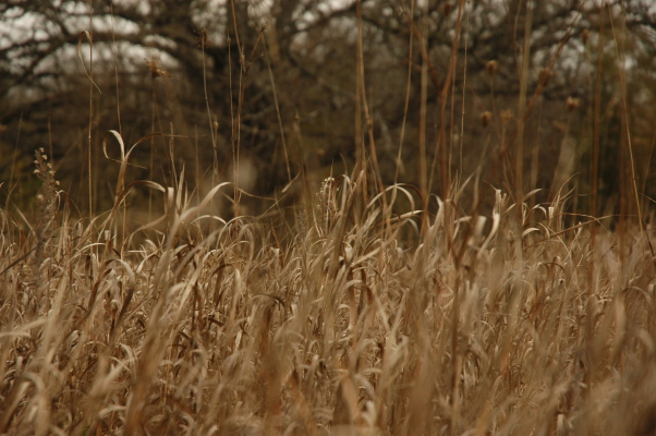 dry grass