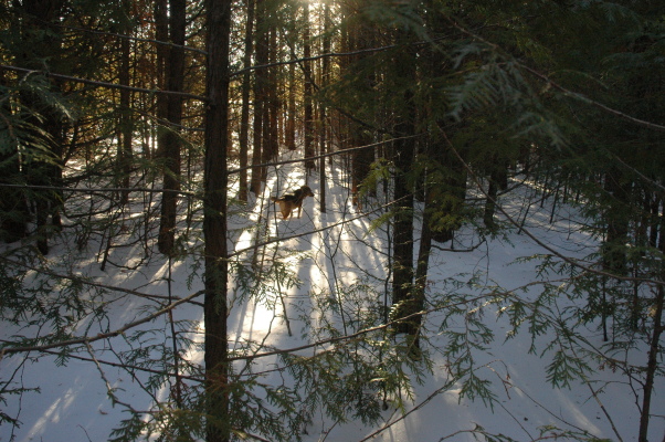 south cedars