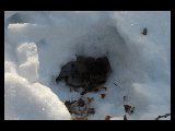 animal hole