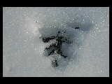 paw track