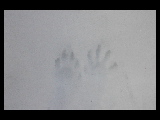 paw track