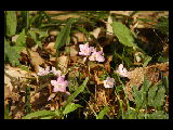 spring beauty