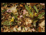 spring beauty and trout lily