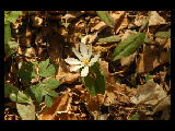 bloodroot