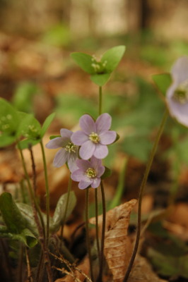 hepatica