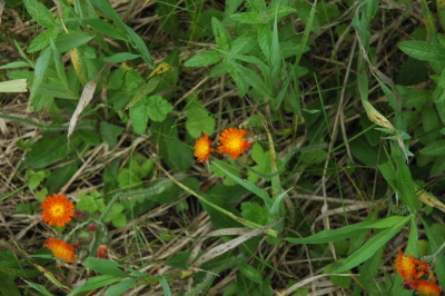 paintbrush