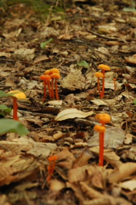 orange toadstool
