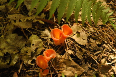 orange cup