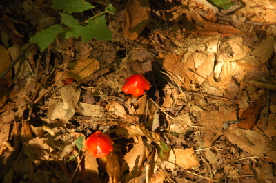 orange caps