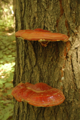 bracket fungus