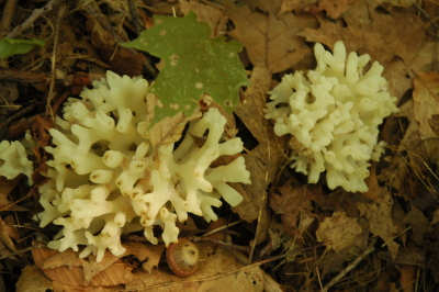 white fungus