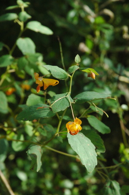 orange jewelweed