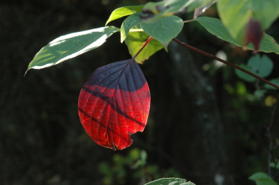 red leaf