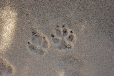tracks in snow
