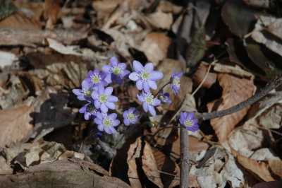flowers in bloom