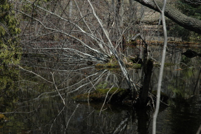 frogpond