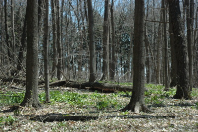 maple trees