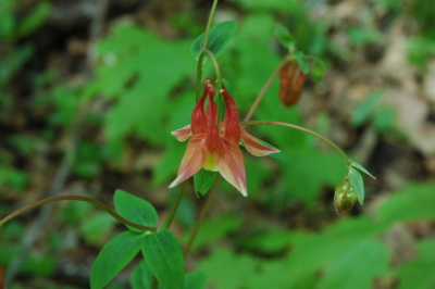 columbine