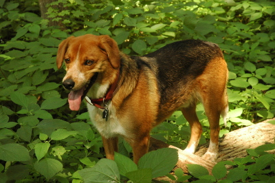 Buddy