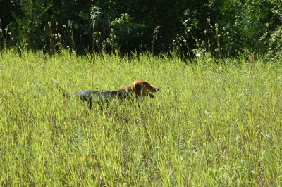 sea of grass