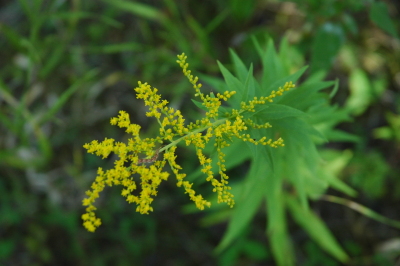 goldenrod