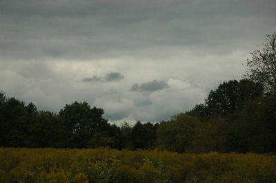 goldenrod