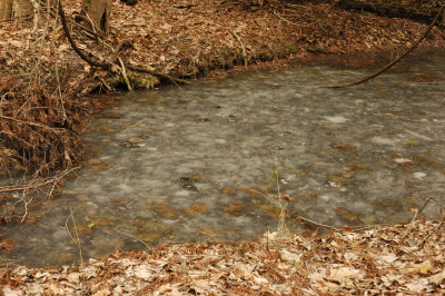 first ice - old river