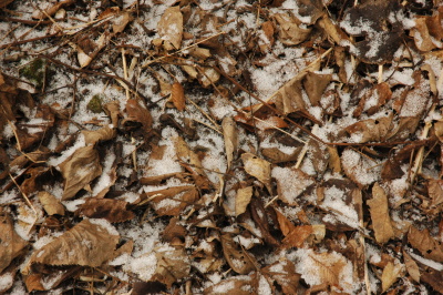 first ice - snow on leaves